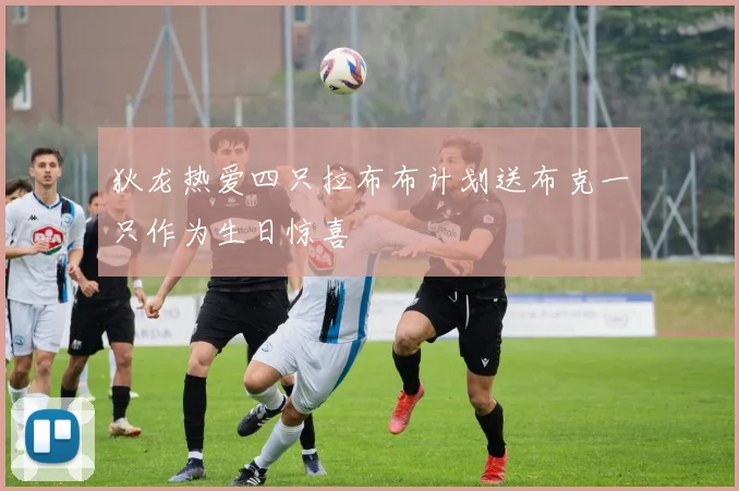 狄龙热爱四只拉布布计划送布克一只作为生日惊喜